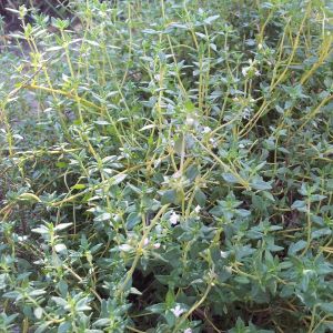 thyme